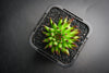 Sempervivum 'Pittoni'