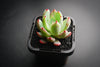 Echeveria 'Cleone'