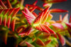 Crassula corymbulosa 'Red Pagoda' (LARGE)(D28)