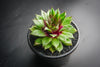 Sempervivum 'Sharon's Pencil'