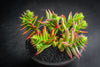 Crassula corymbulosa 'Red Pagoda' (LARGE)(D28)