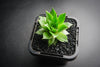 Sempervivum 'Sharon's Pencil'
