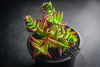 Crassula corymbulosa 'Red Pagoda' (LARGE)(D28)
