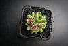 Sempervivum 'Pink Puff' (w/pup)