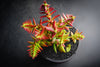 Crassula corymbulosa 'Red Pagoda' (LARGE)(D28)