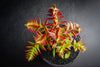 Crassula corymbulosa 'Red Pagoda' (LARGE)(D28)