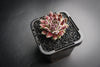 Sempervivum 'Pink Puff' (w/pup)