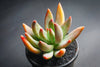 xPachyveria 'Bea'