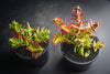 Crassula corymbulosa 'Red Pagoda' (LARGE)(D28)