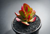 Crassula nudicaulis var. platyphylla