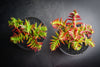 Crassula corymbulosa 'Red Pagoda' (LARGE)(D28)