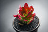 Crassula nudicaulis var. platyphylla