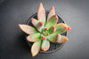 xPachyveria 'Bea'