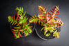 Crassula corymbulosa 'Red Pagoda' (LARGE)(D28)
