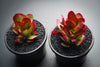 Crassula nudicaulis var. platyphylla
