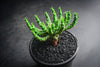 Euphorbia flanaganii (Medusa's Head)(SH)