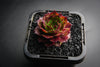 Sempervivum cv. 'Weighton's Red' (P/C)