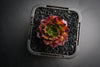 Sempervivum cv. 'Weighton's Red' (P/C)