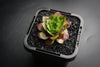Sempervivum cv. 'Weighton's Red' (P/C)