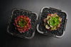 Sempervivum cv. 'Weighton's Red' (P/C)