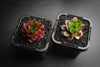 Sempervivum cv. 'Weighton's Red' (P/C)