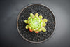 Sempervivum 'Pekinese' (S)