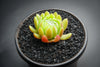 Sempervivum 'Pekinese' (S)