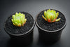 Sempervivum 'Pekinese' (S)