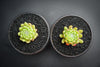 Sempervivum 'Pekinese' (S)