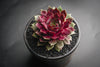 Sempervivum 'Thunder' (P/C)