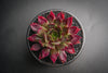 Sempervivum 'Thunder' (P/C)