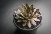 Sempervivum 'Thunder' (P/C)