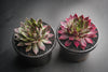 Sempervivum 'Thunder' (P/C)