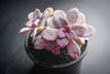 Graptopetalum pentandrum ssp superbum (S)(E3)