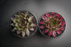 Sempervivum 'Thunder' (P/C)