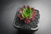 Sempervivum 'Thunder' (P/C)