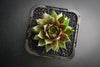 Sempervivum 'Thunder' (P/C)