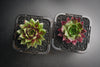 Sempervivum 'Thunder' (P/C)