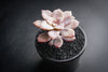 Graptopetalum pentandrum ssp superbum (S)(E3)