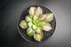 Aeonium 'Lemon-Lime' (aka. A. Starburst)(has mark)