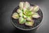 Aeonium 'Lemon-Lime' (aka. A. Starburst)(has mark)