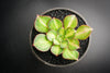 Aeonium 'Lemon-Lime' (aka. A. Starburst)(has mark)