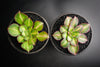Aeonium 'Lemon-Lime' (aka. A. Starburst)(has mark)