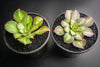Aeonium 'Lemon-Lime' (aka. A. Starburst)(has mark)