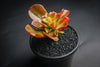 Echeveria 'Candy' (w/pup)