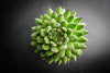 Sempervivum cantabricum subsp. Urbionense (SET OF 5 CUTTINGS)
