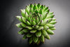 Sempervivum cantabricum subsp. Urbionense (SET OF 5 CUTTINGS)