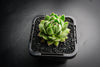 Sempervivum cantabricum subsp. Urbionense (SET OF 5 CUTTINGS)