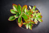 Echeveria 'Seiten-no-Tsukasa' (has mark)