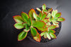 Echeveria 'Seiten-no-Tsukasa' (has mark)